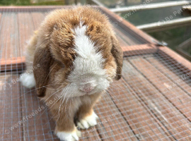 Beautiful male mini lop boy - 2 years old
