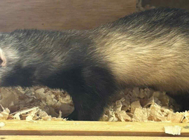 Micro ferret