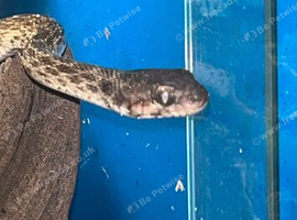 Madagascan cat eyed snaked