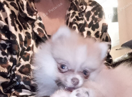 Beautiful pomeranian puppy