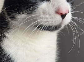 tuxedo cat looking for new home