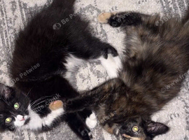 FREE CATS ENFİELD
