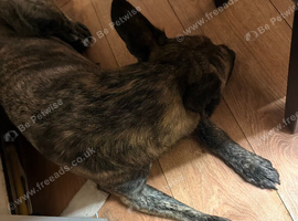 Belgian malinois x dutcherder