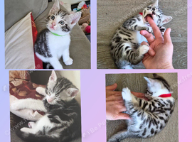 Bengal X DSH