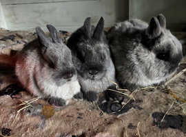 Netherland dwarfs bucks & does