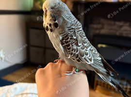 Male budgie