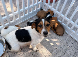 Jack Russell puppies