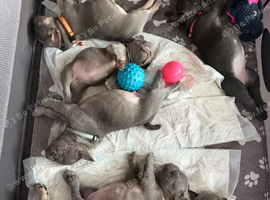 Beautiful kc registered French bulldog puppies