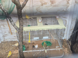Mixed canaries