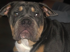 Old English bulldog rehome