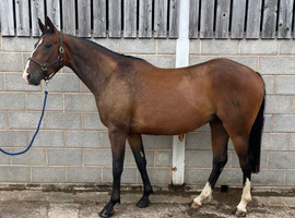 Beautiful 3yr Irish sports horse gelding super model