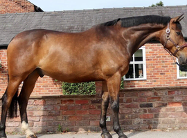 Thoroughbred 16.3. 7yo Gelding