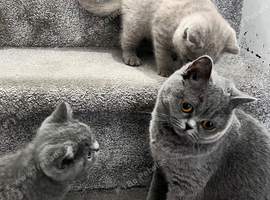 Kitten