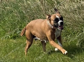 Boxer female