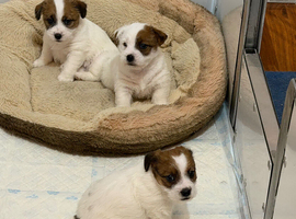 Jack Russell Puppies