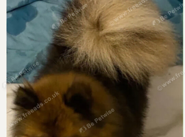 Pomeranian