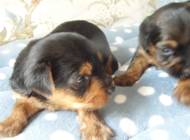 Yorkshire terrier