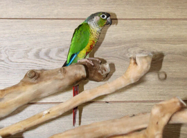 Baby Green Cheek Conure,,1
