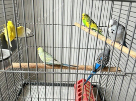 3 hens and 2 cocks