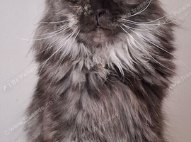 Pedigree Maine Coon female