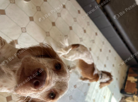 Cocker spaniel make 3.6 years old and cocker x climber 10 months old