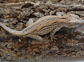 Male/female Gargoyle gecko
