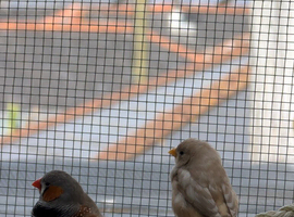 Zebra Finch 1 pair, 5 siblings (7 total)