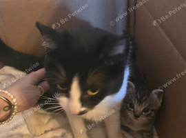 Girl Tabby kitten