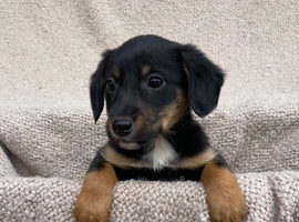 Gorgeous Cocker Spaniel x Collie pups