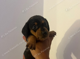 6 sausage dog puppies!
