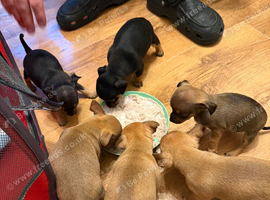 5 beautiful pups