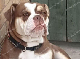 Old English bull dog