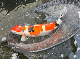 Koi for sale