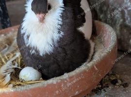 felegyhazer tumbler pigeons