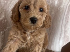 F1 cockapoo girl