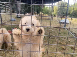 poodles ready now