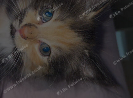 Gorgeous kittens for sale!