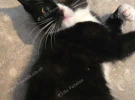 6month old kitten needing a new home