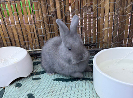 1 Buck - Continental Giant &times; French Lop Baby