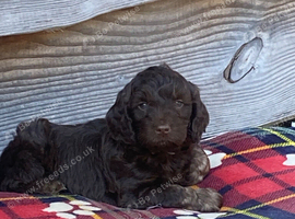 Miniature cockapoo puppies