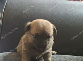 Cute baby girl for sale