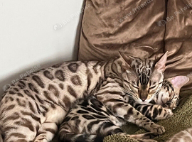 Bengal boy