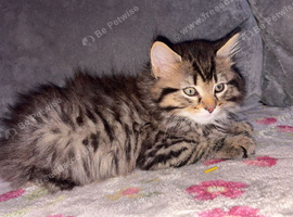 2 full Maine coon kittens