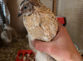 Male Coturnix Quail
