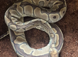 Royal pythons for sale