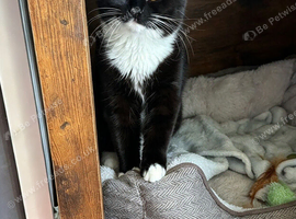 British Long Hair 11 month Old Female Tuxedo