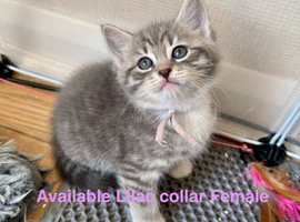 Really pretty pedigree Siberian Kittens