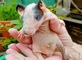 Baby Skinny Pigs