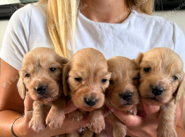 Longhair Miniature dachshund