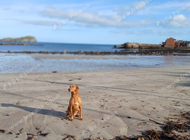 Exceptional fox red labrador puppies